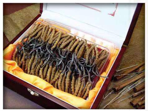 望花冬虫夏草回收